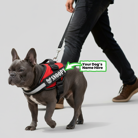 SQUIRREL  - Personalized French Bulldog Harness