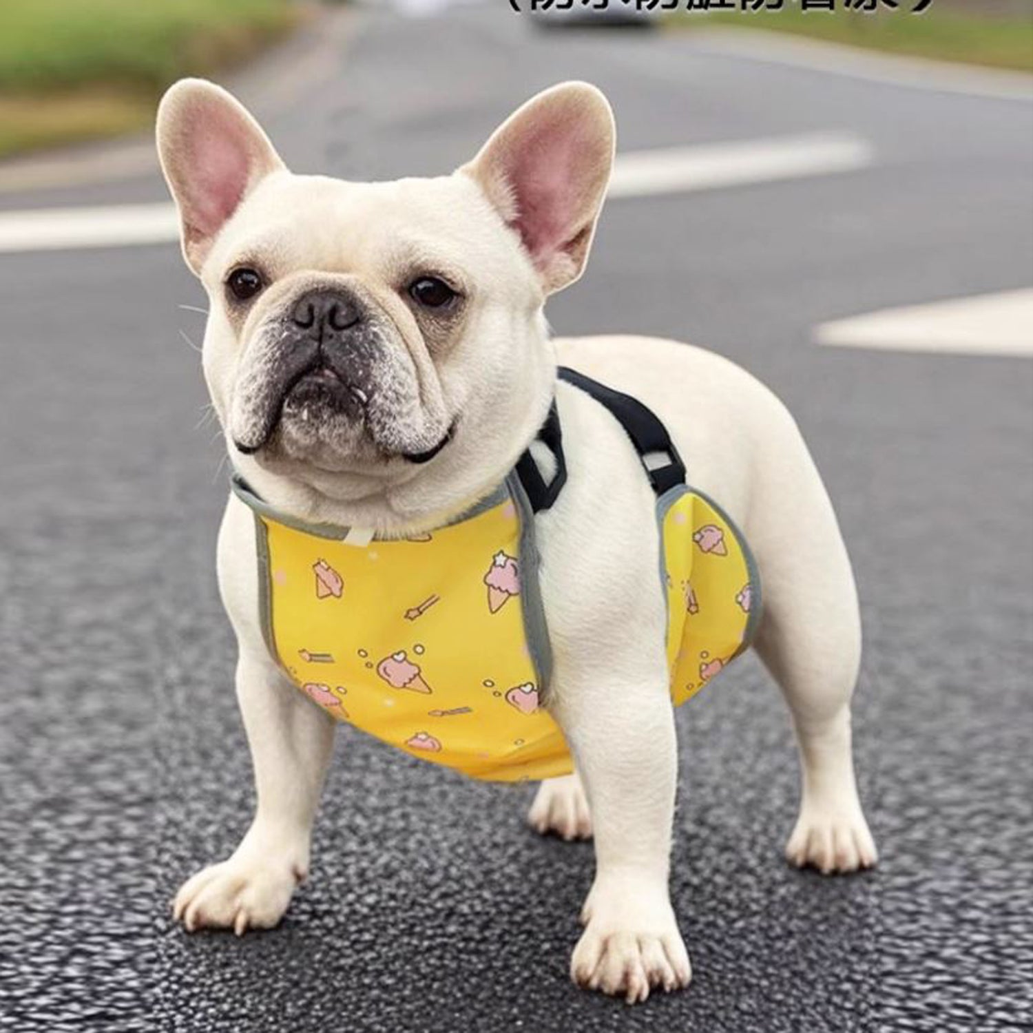 CooLie-Frenchie-Cooling-Vest.jpg
