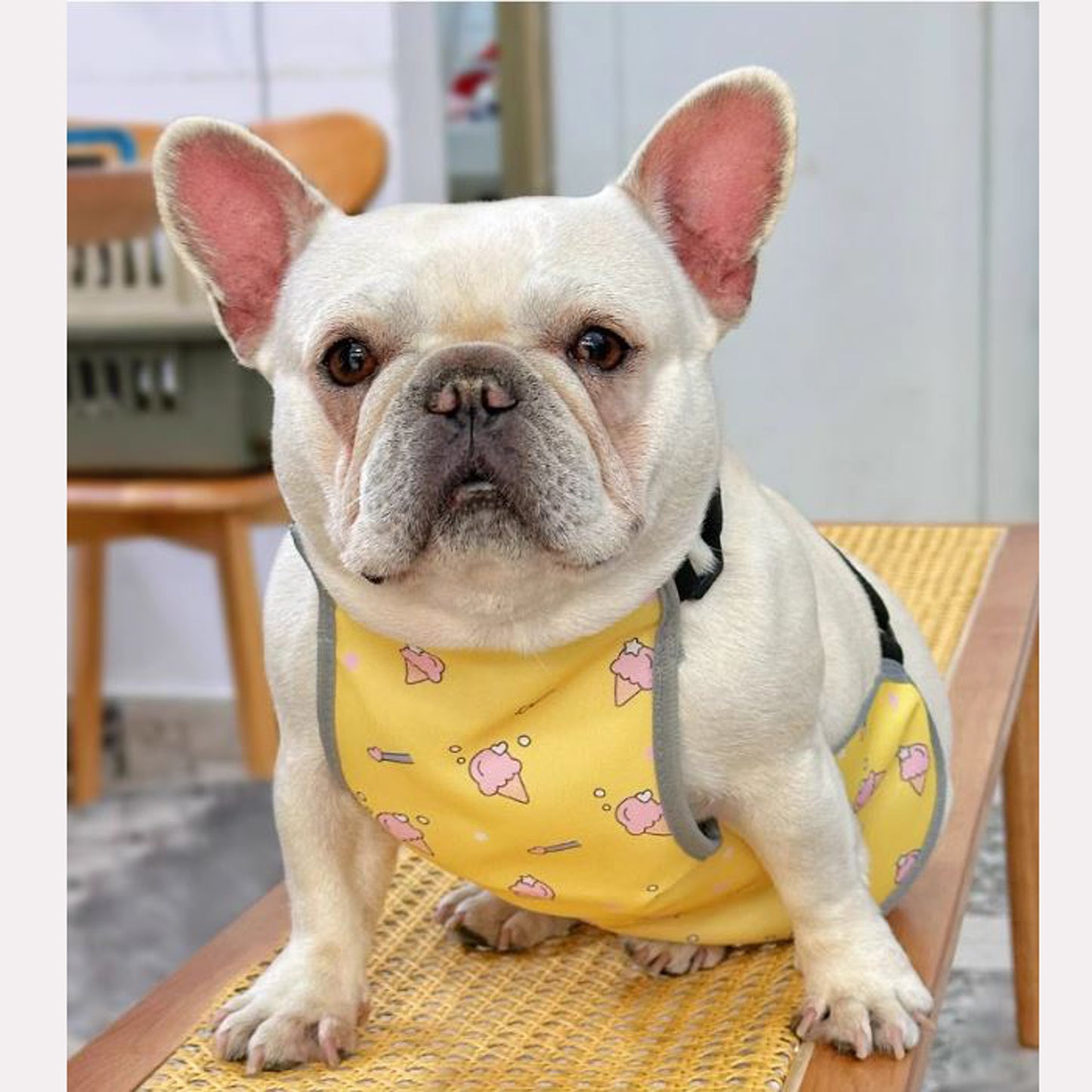 CooLie-Frenchie-Cooling-Vest.jpg