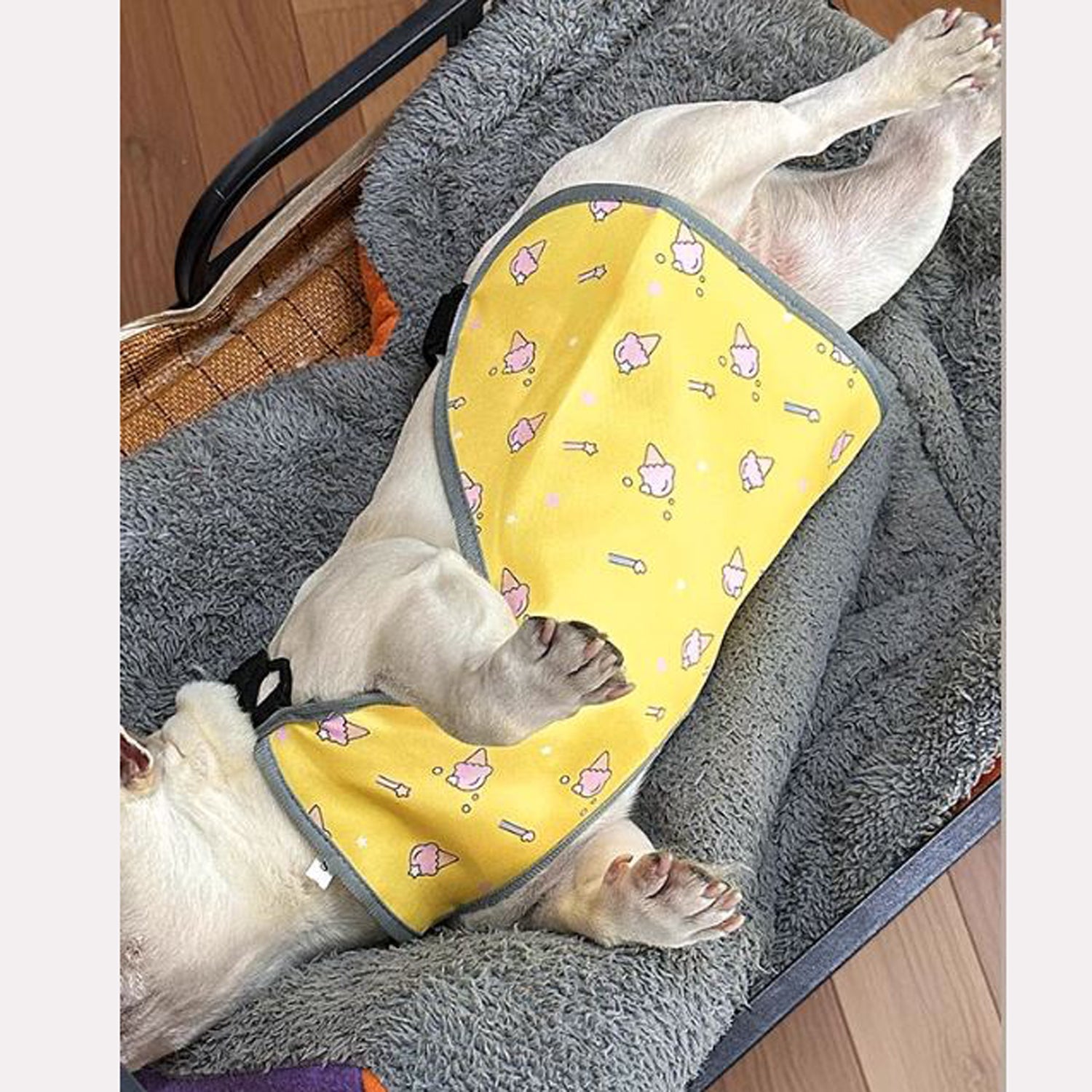 CooLie-Frenchie-Cooling-Vest.jpg