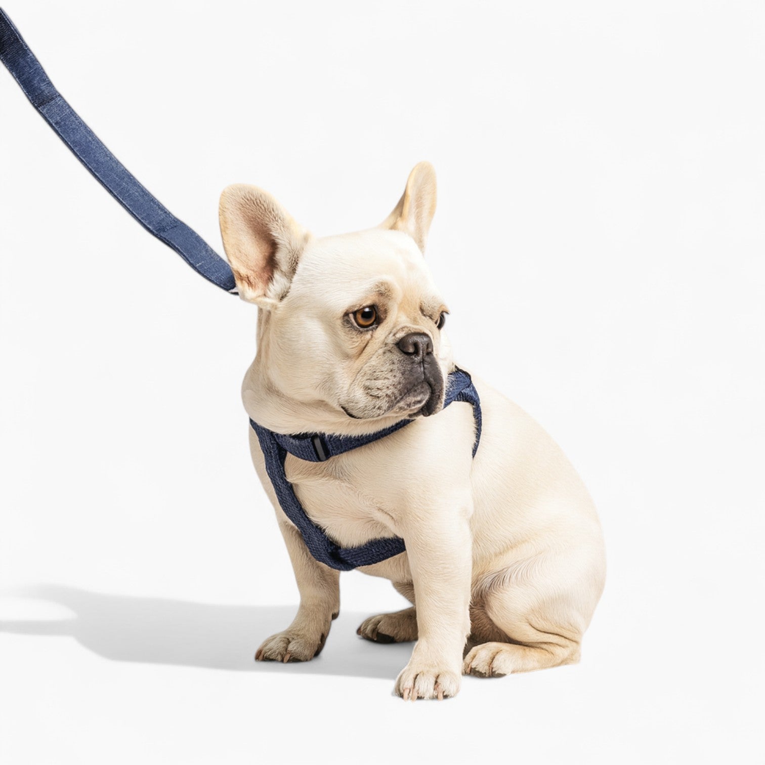 Denivox-Frenchie-Denim-Harness-Leash-Set.jpg