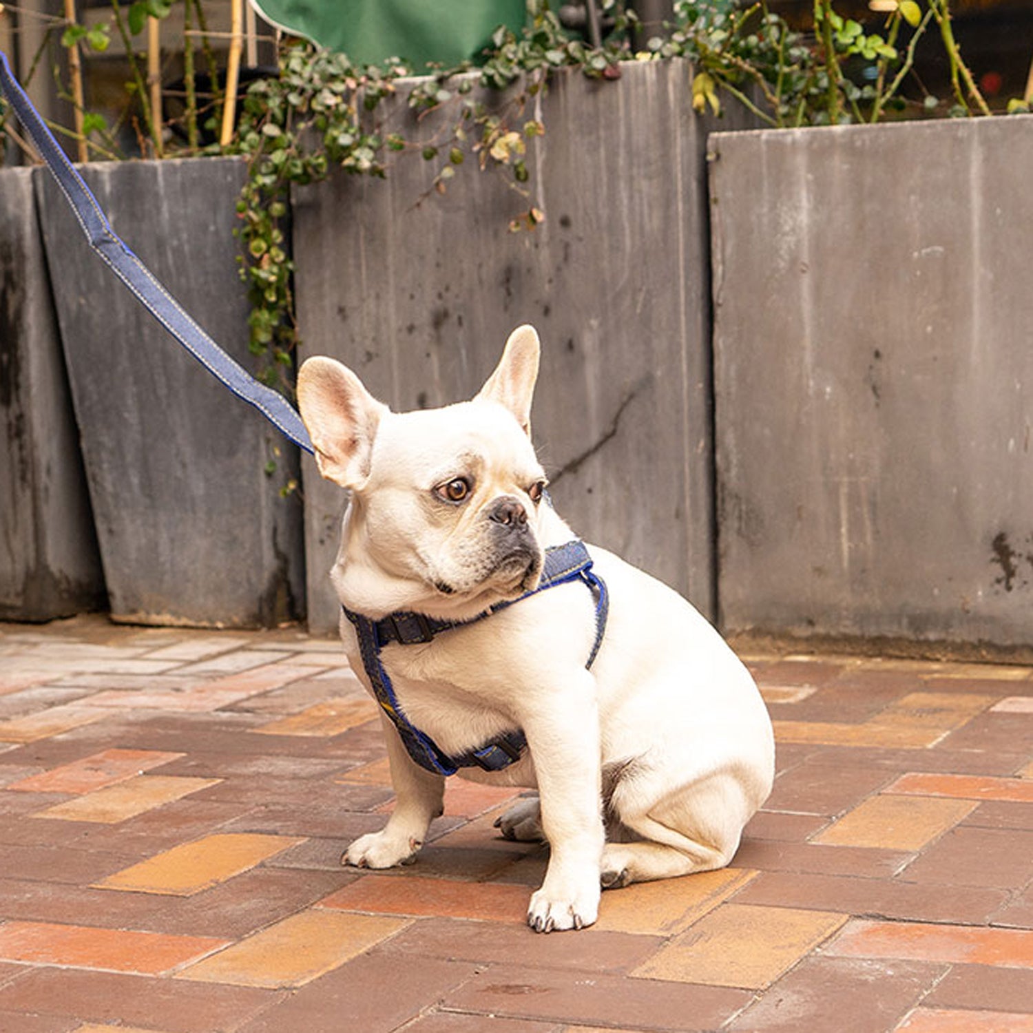 Denivox-Frenchie-Denim-Harness-Leash-Set.jpg