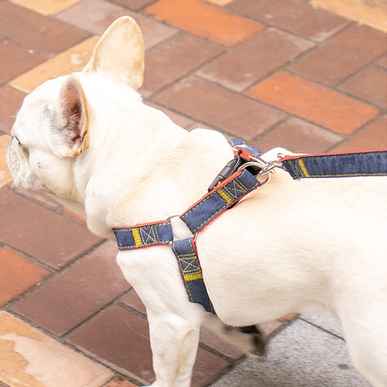 Denivox-Frenchie-Denim-Harness-Leash-Set.jpg