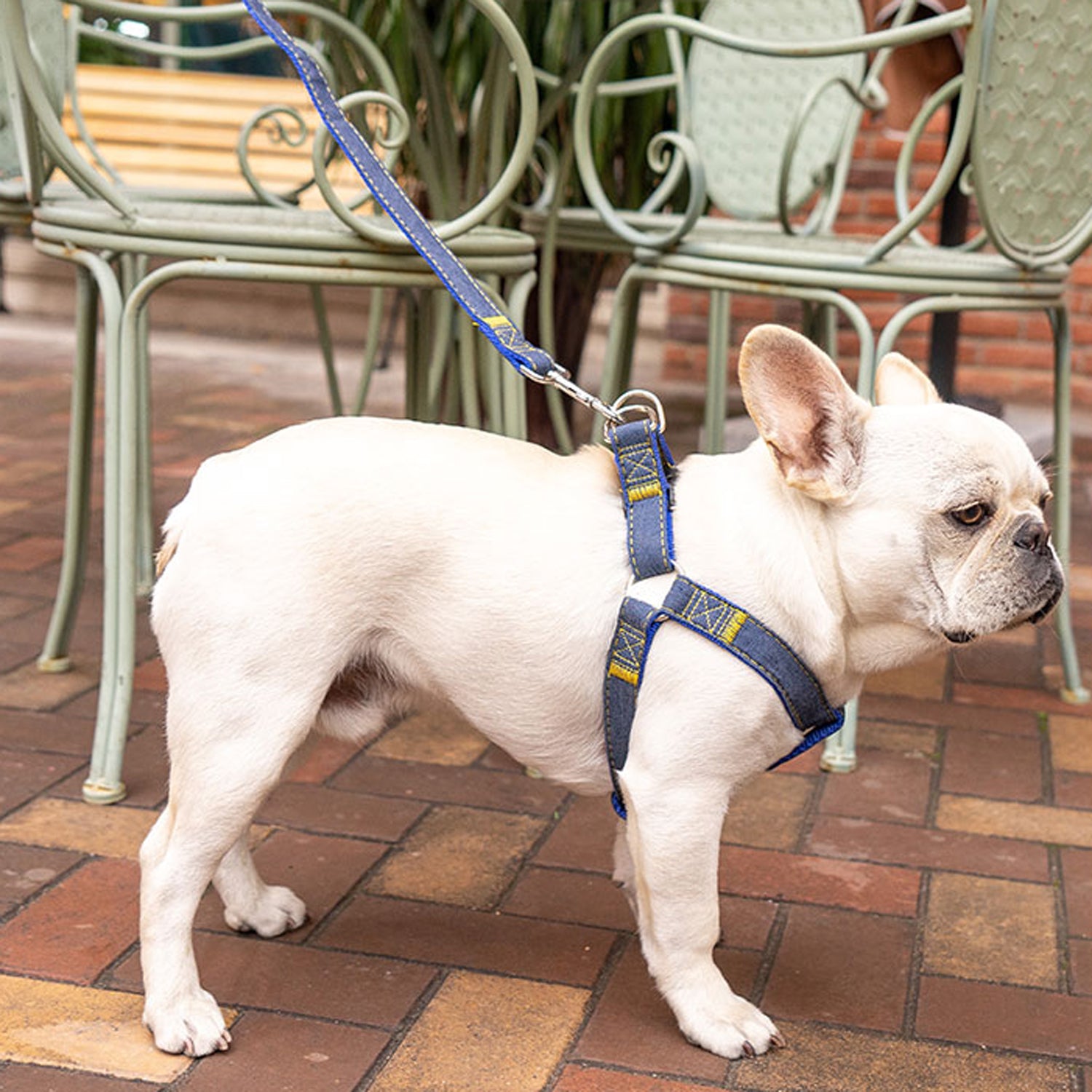 Denivox-Frenchie-Denim-Harness-Leash-Set.jpg