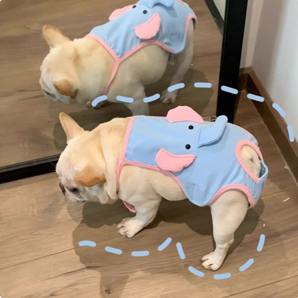 DoxiDry-Frenchie-Menstrual-Pants.jpg
