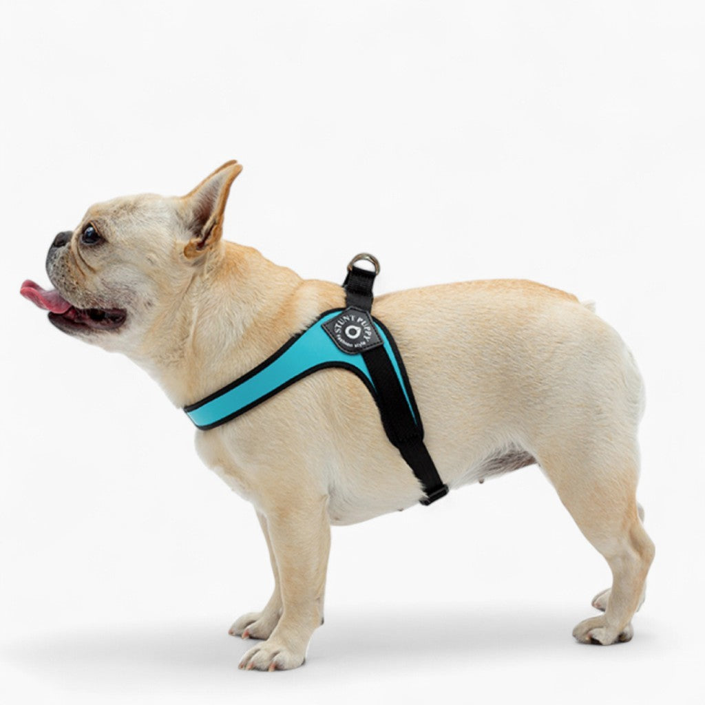 Easy-Walk dog Harness