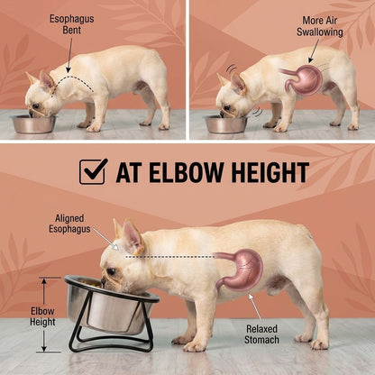 Frenbowl Frenchie Slow Feeder –  Stainless Steel Spine Dog Bowl with Stand