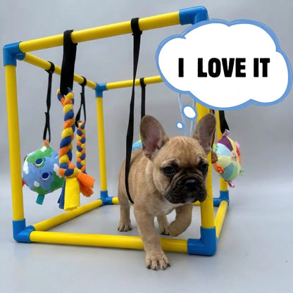  French-Bulldog-Puppy-Play-Gym.jpg