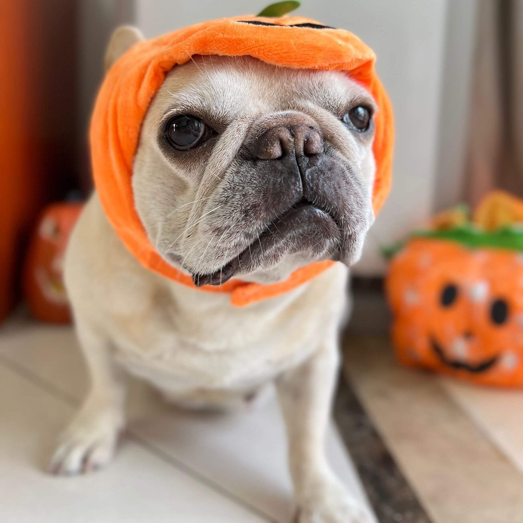 Frenchie Pumpkin hat