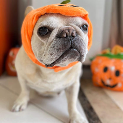 Frenchie Pumpkin hat