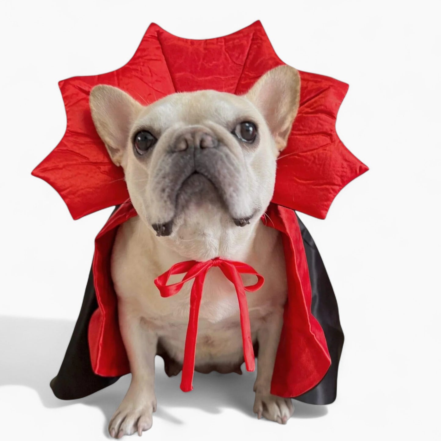 Frenchie Vampire Cloak Costume
