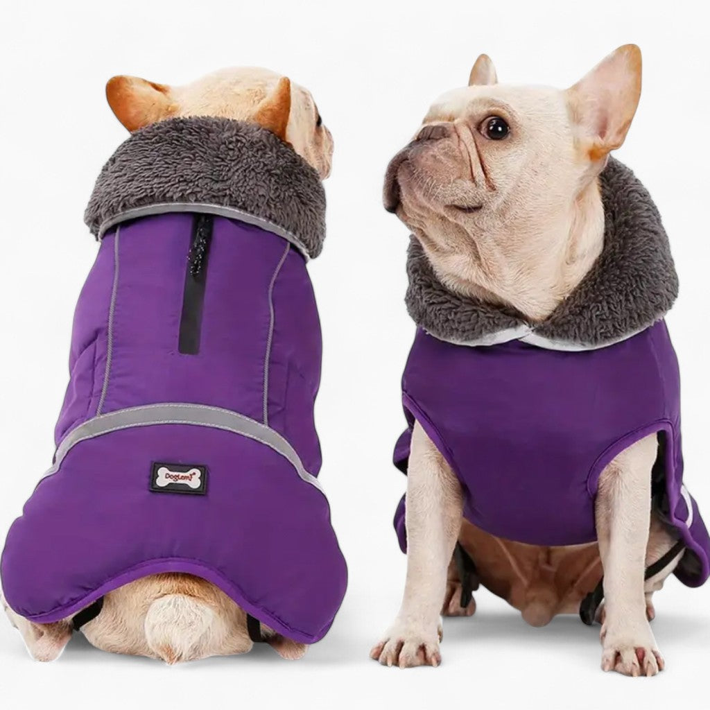 Frenchie winter jacket