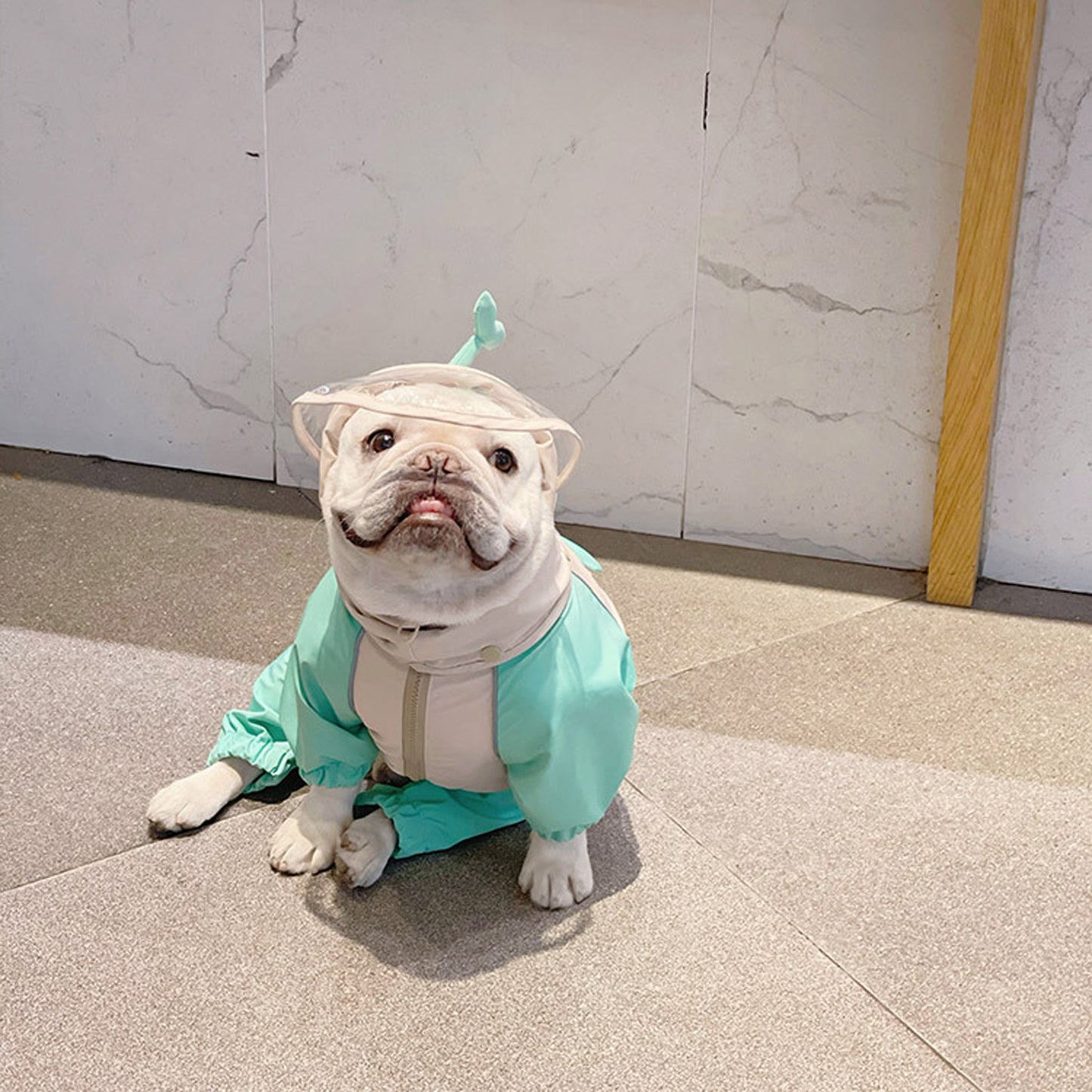 Froglet-Froggies-Frenchie-Raincoat.jpg