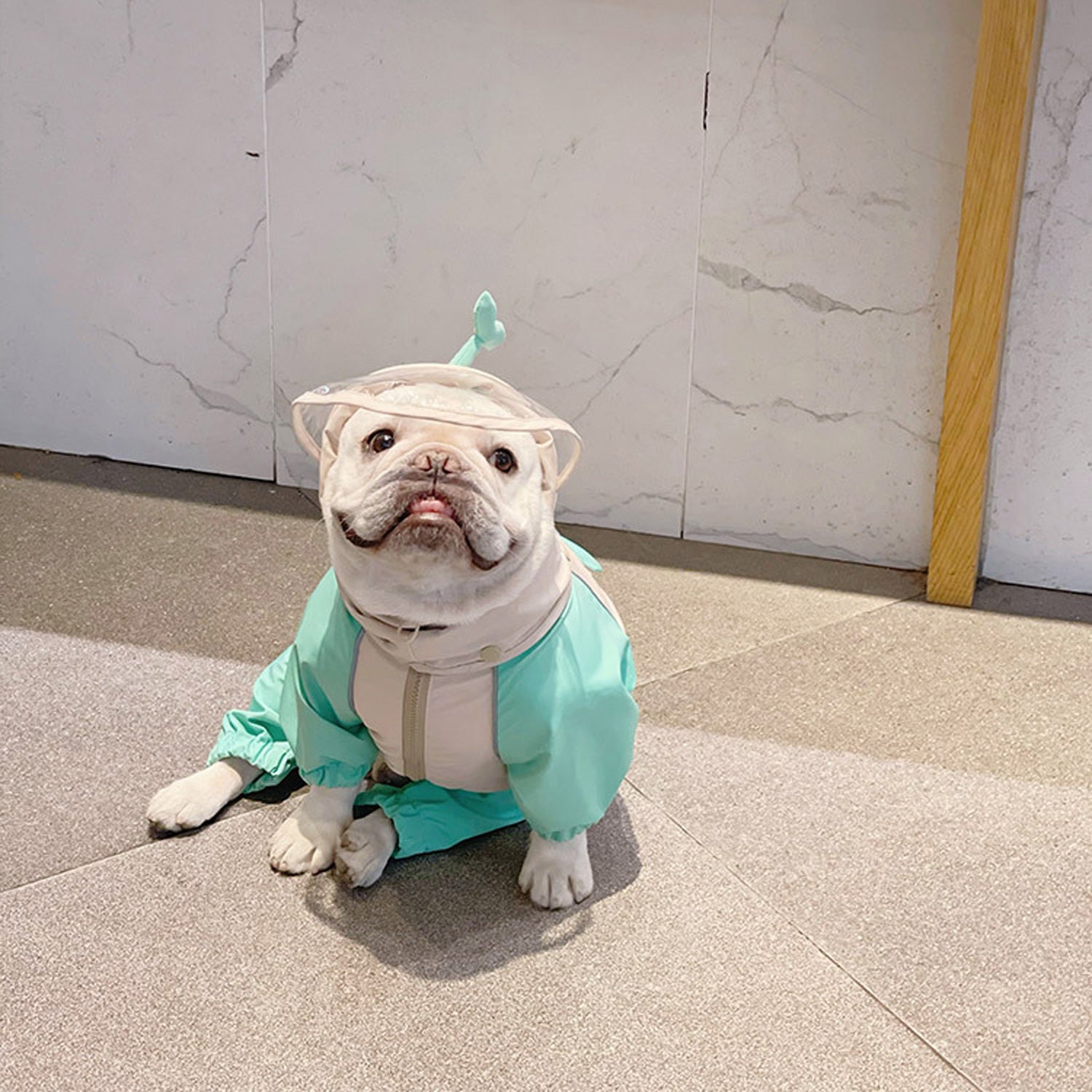 Froglet-Froggies-Frenchie-Raincoat.jpg