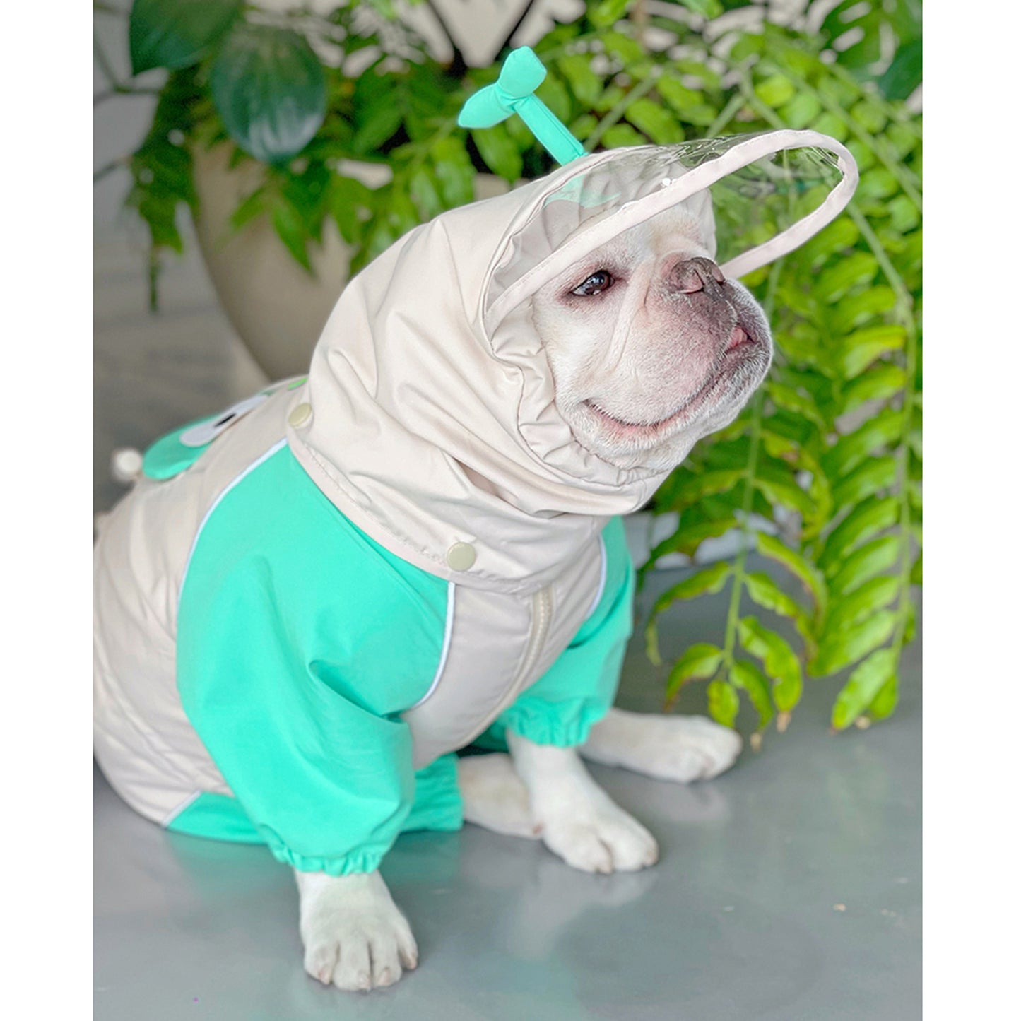 Froglet-Froggies-Frenchie-Raincoat.jpg