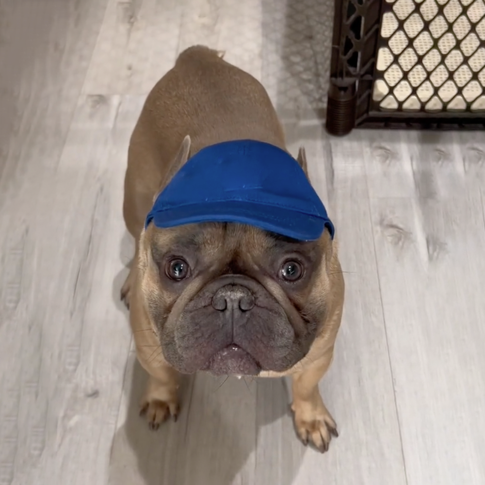 Stylish Sunshade Hat for French Bulldogs - Exposed Ears Protection