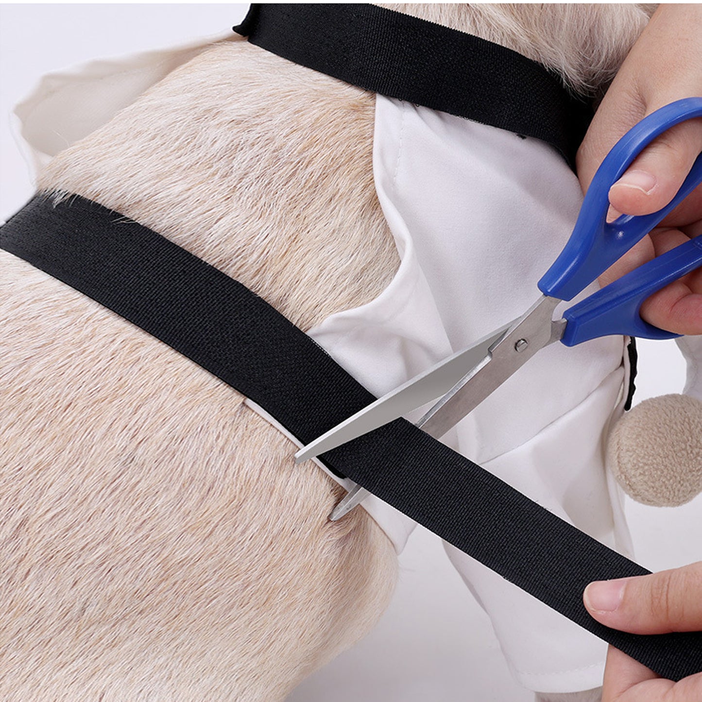 Halloween Martial Arts Costume for frenchie