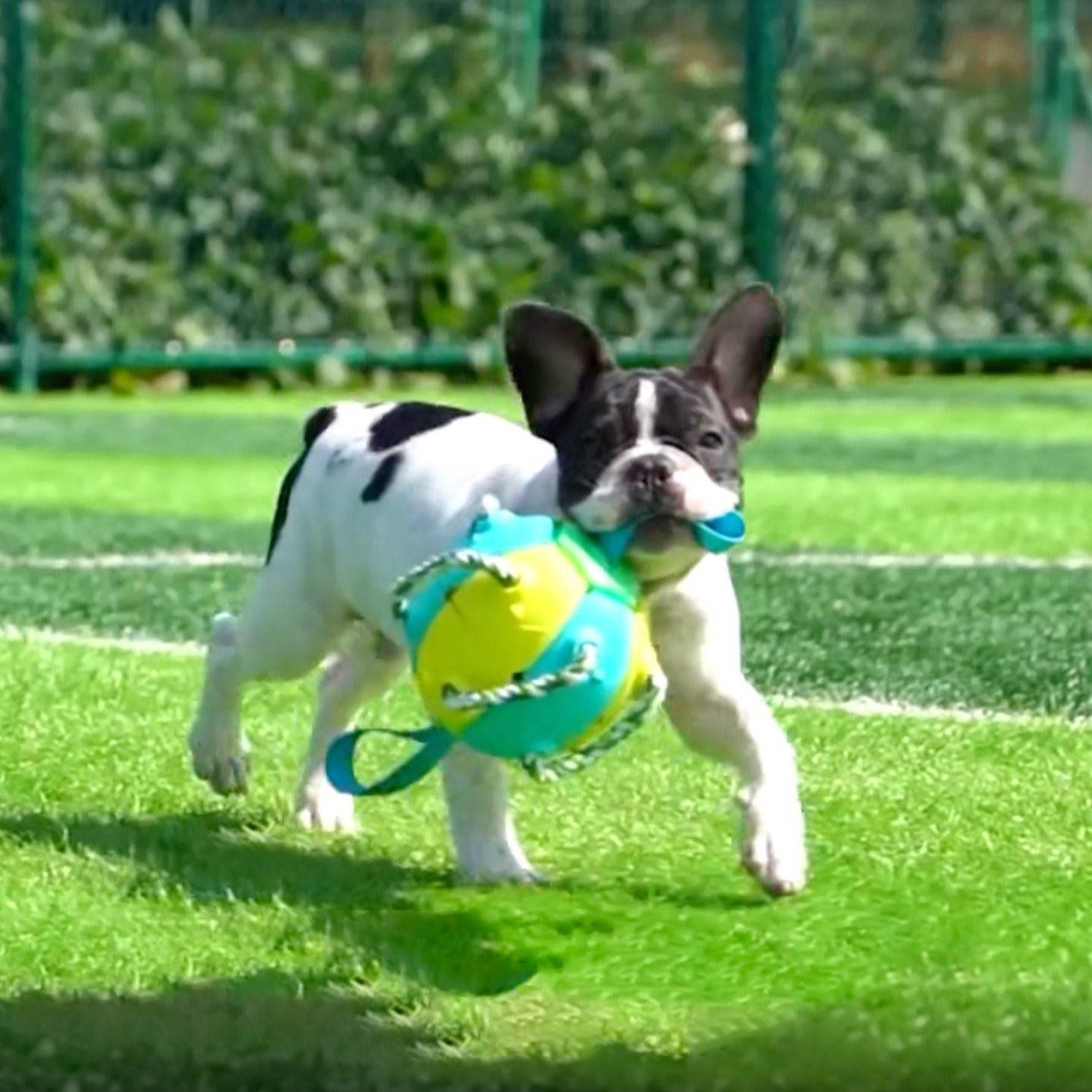 Interactive Frenchie Soccer Ball