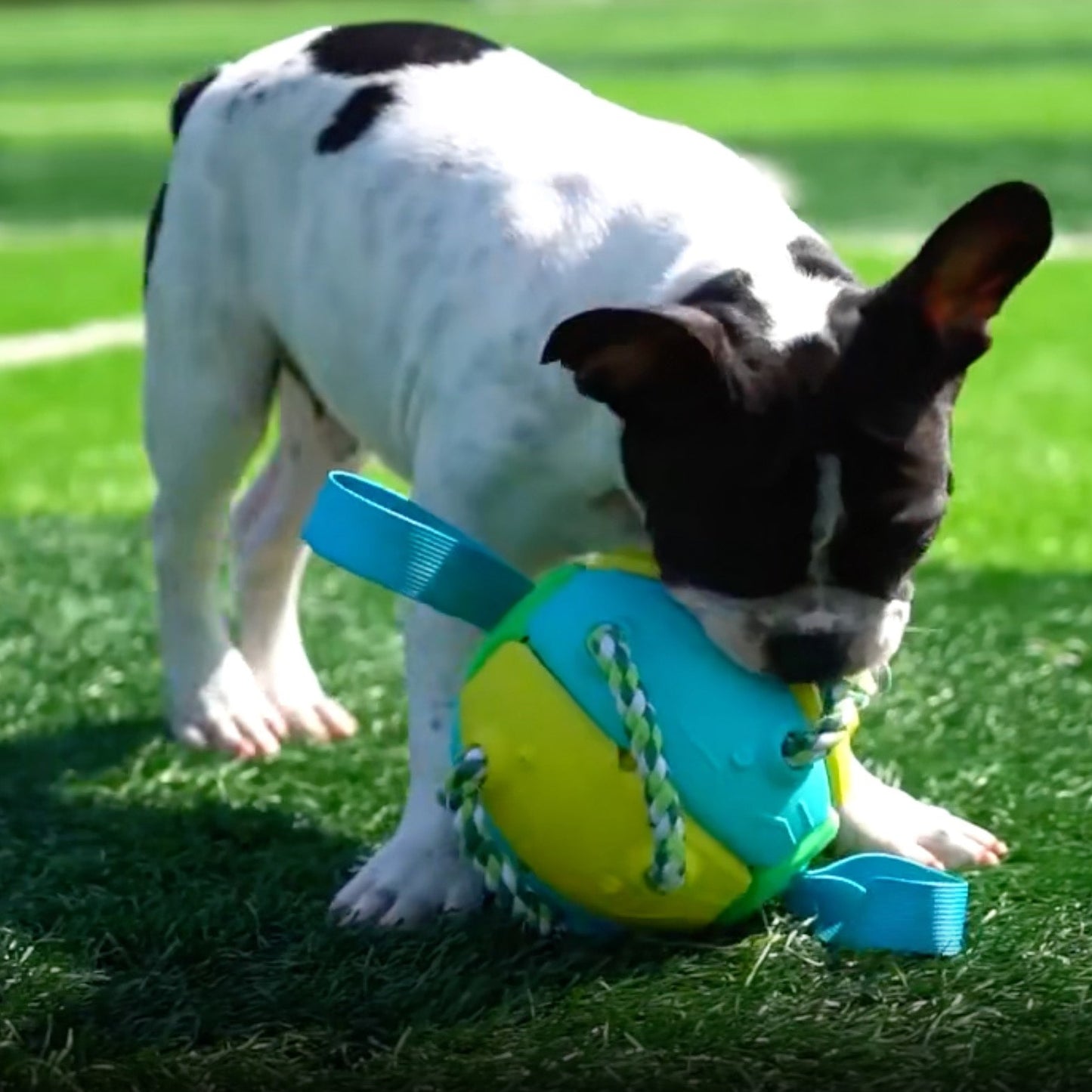Interactive Frenchie Soccer Ball Training Toy