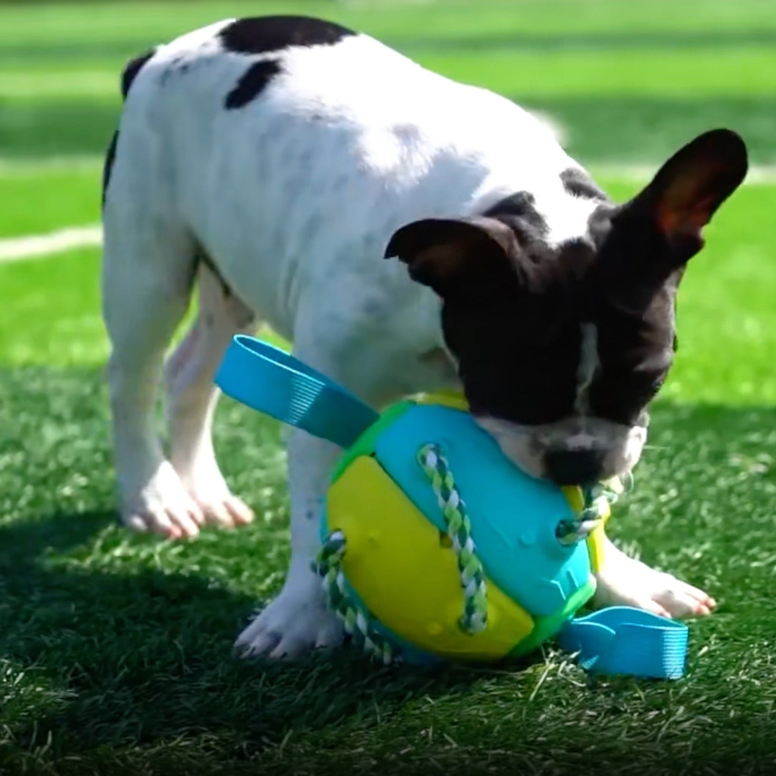 Interactive Frenchie Soccer Ball Training Toy