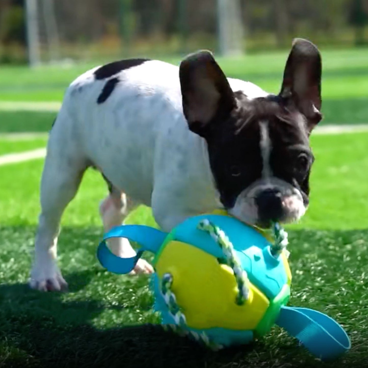 Interactive Frenchie Soccer Ball With Tabs