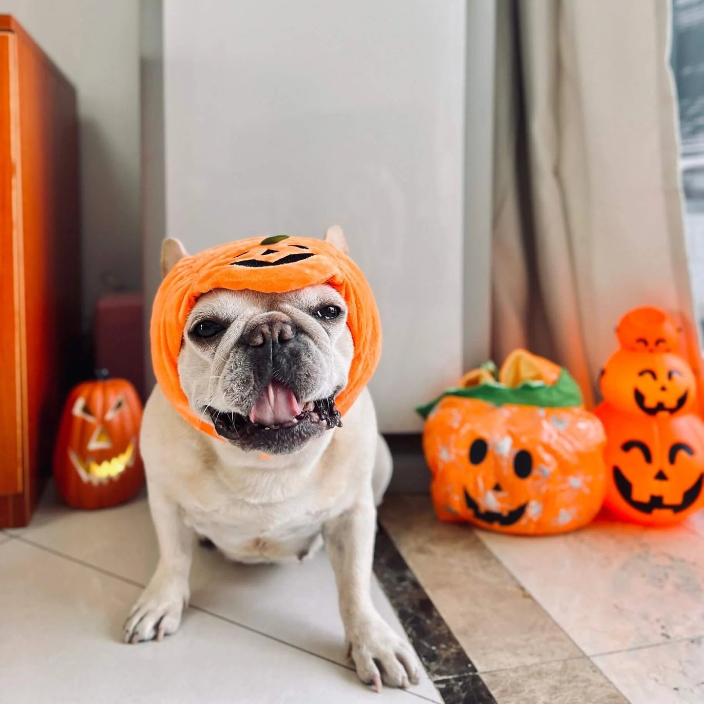 Jackapup-Frenchie-Pumpkin-Costume-Hat