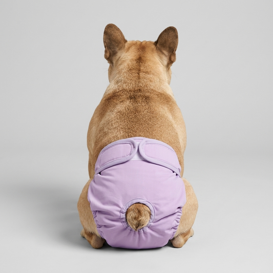 LunAra-Frenchie-Female-Diaper.jpg