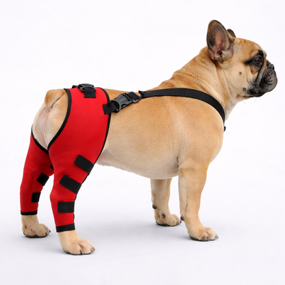 OrthoPaw-Frenchie-Back-Leg-Support-Brace.jpg