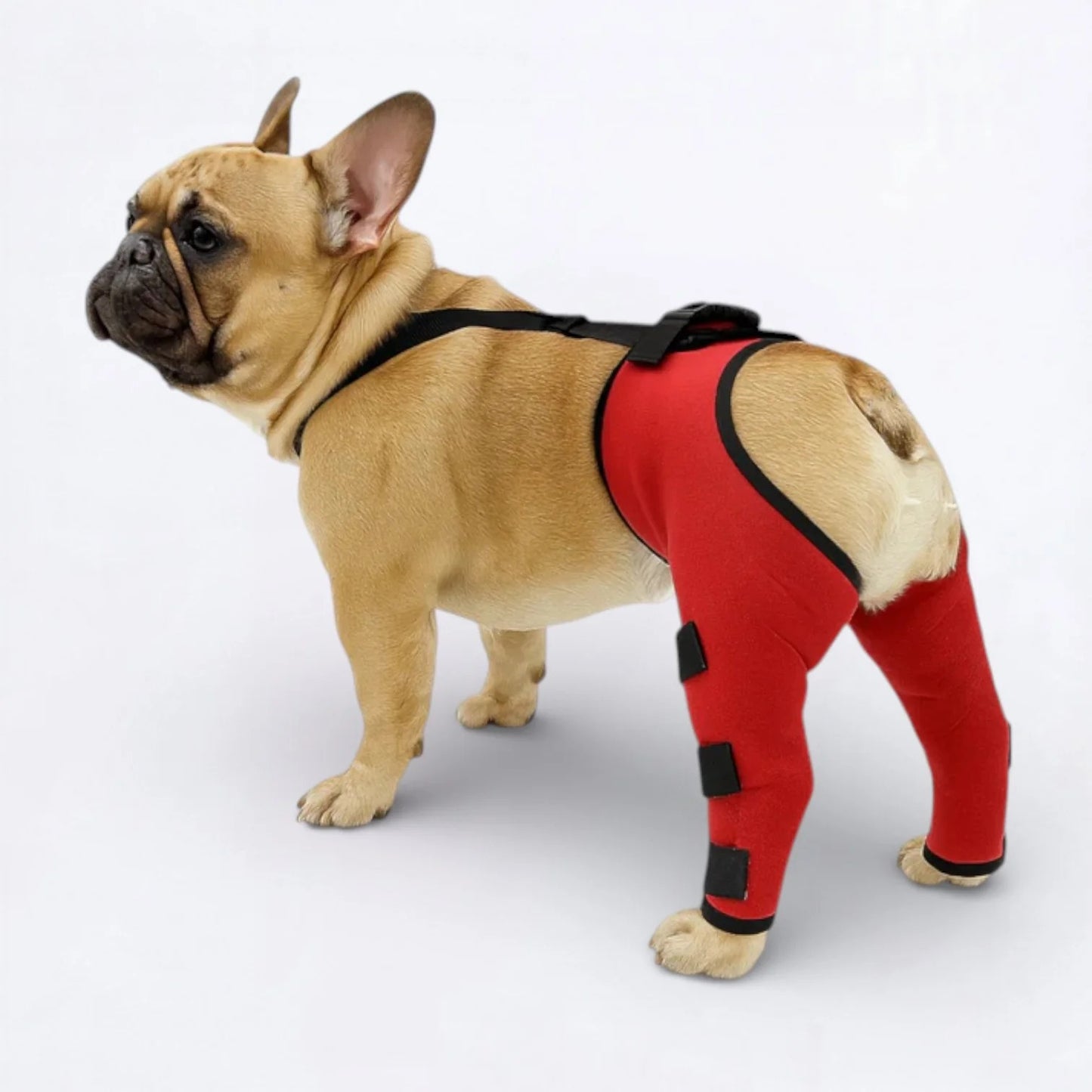 OrthoPaw-Frenchie-Back-Leg-Support-Brace.jpg