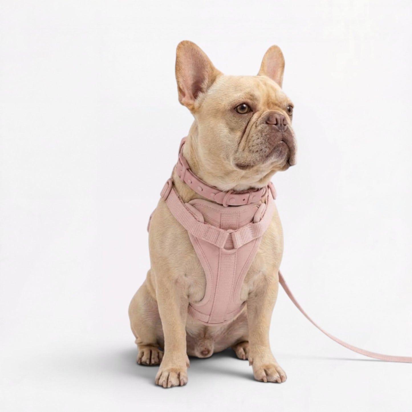 PawFlex-Frenchie-Soft-Neoprene-Gear-Set.jpg
