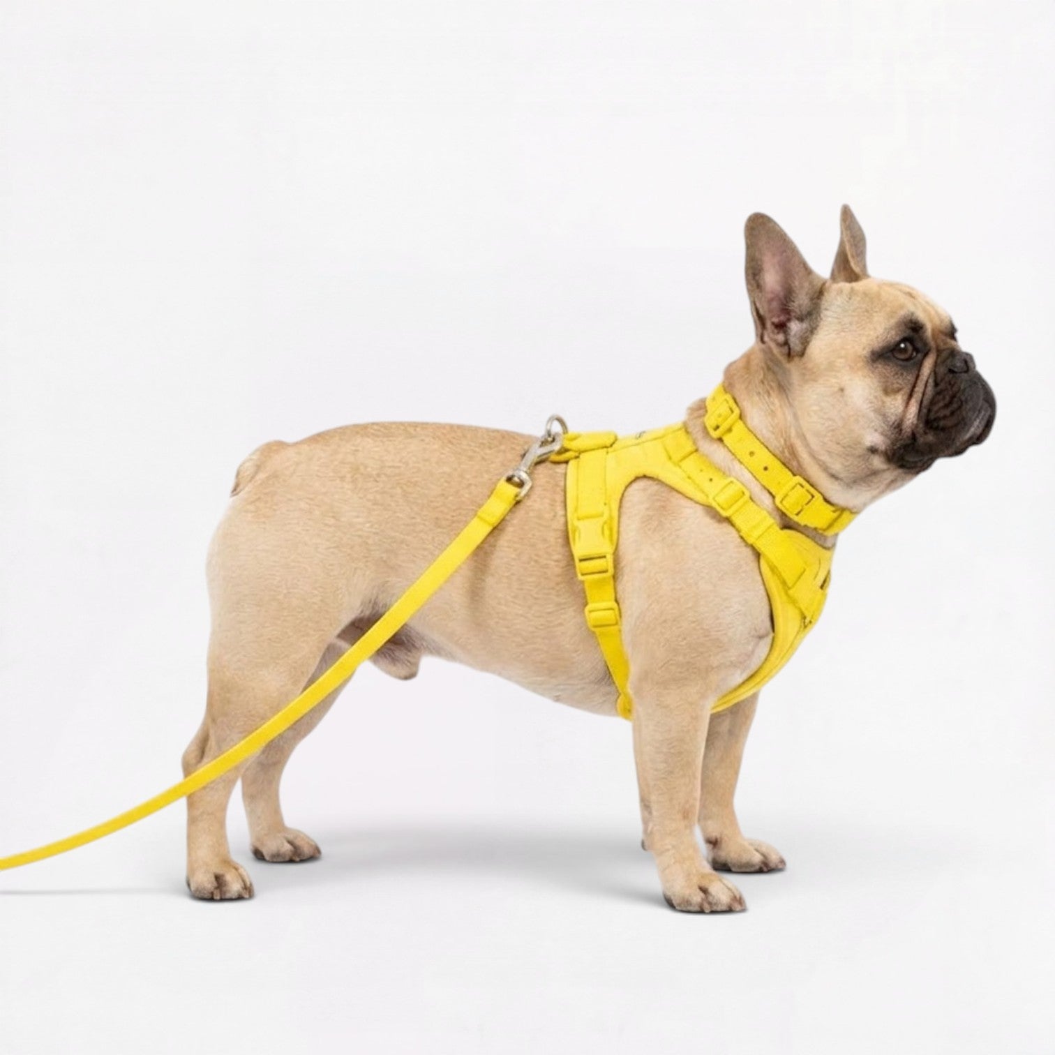PawFlex-Frenchie-Soft-Neoprene-Gear-Set.jpg