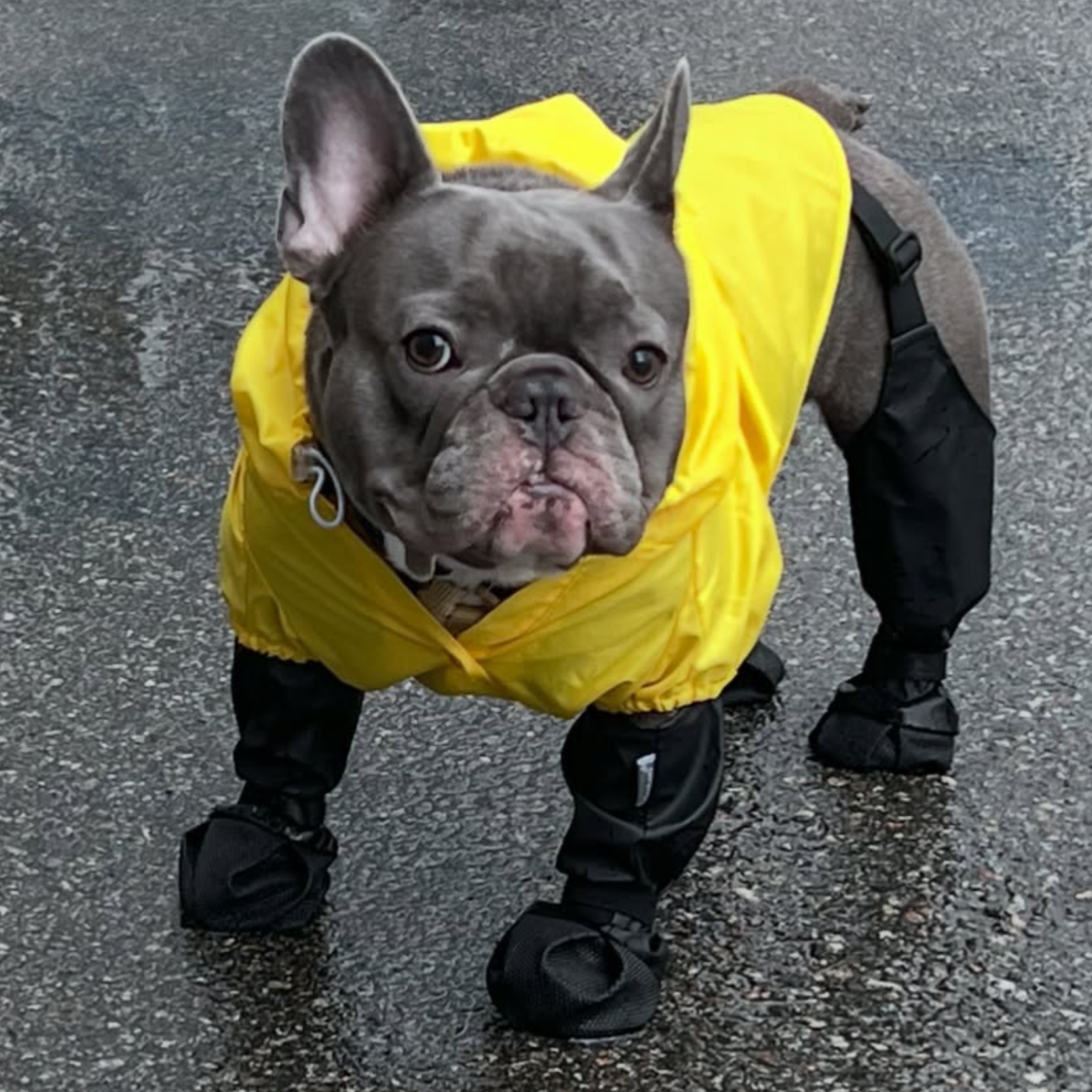 PawGuard_French_Bulldog_Footwear
