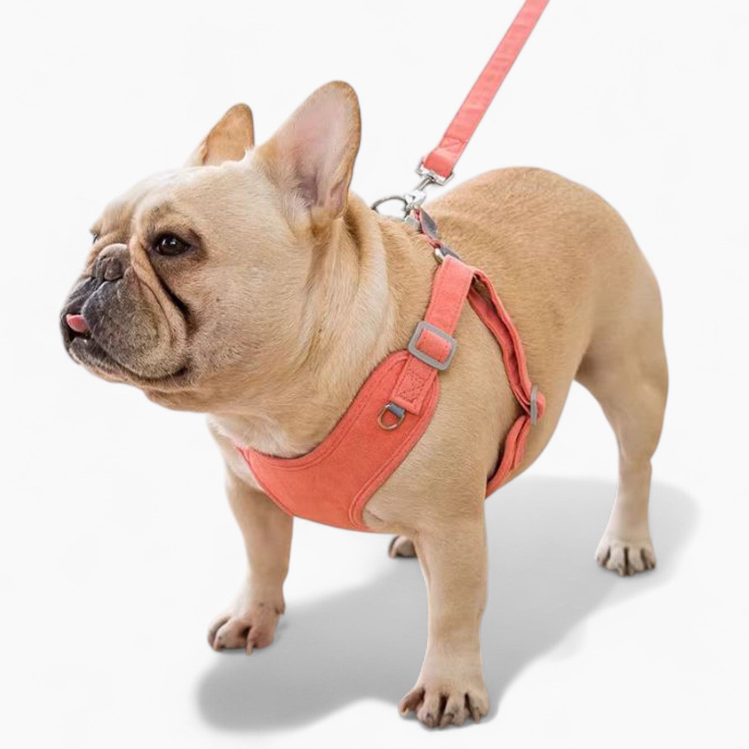 PawSecure-Frenchie-Harness-Leash-Set.jpg