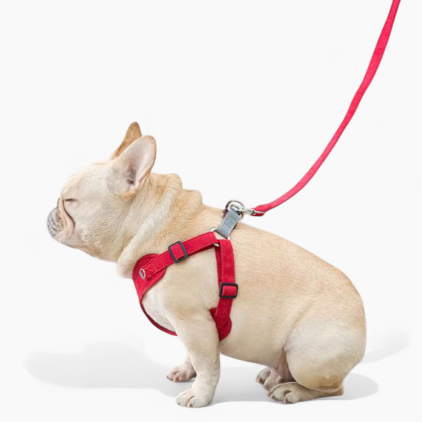 PawSecure-Frenchie-Harness-Leash-Set.jpg