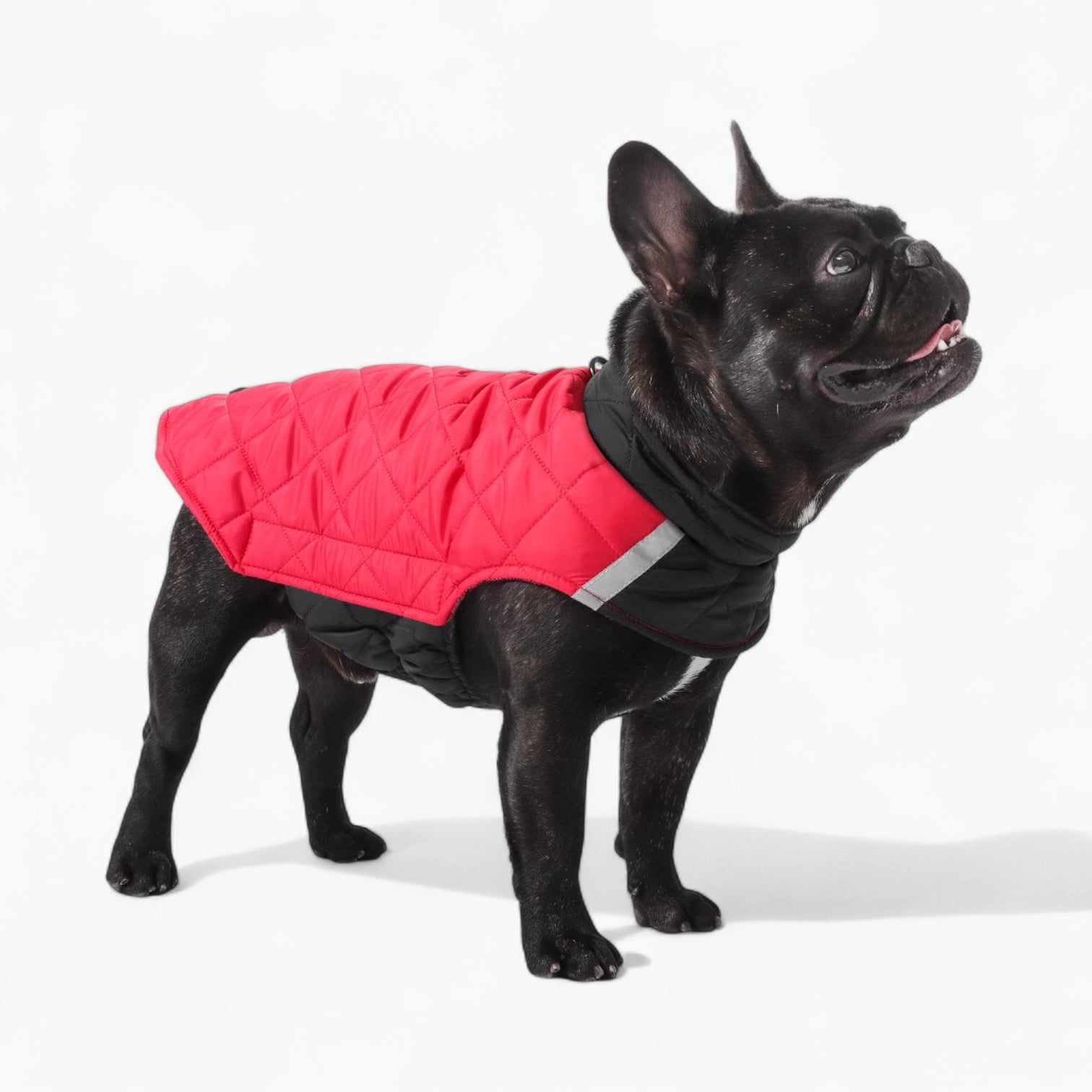 PawVentura™-French-Bulldog-Winter-Jacket.jpg