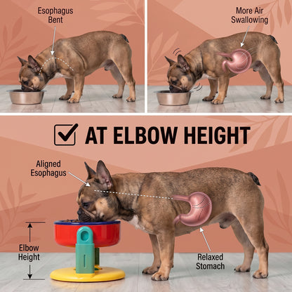 Pawloft Frenchie Elevated Bowl – Adjustable Dog Food & Water Feeder with Non-Tip Suction