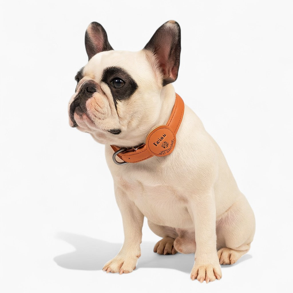 Pawvera-Frenchie-Leather-Airtag-Collar.jpg