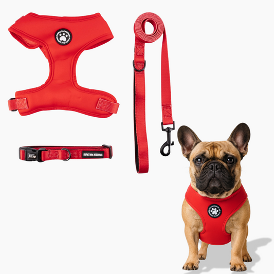 Pawzora-Frenchie-Harness-Set.jpg