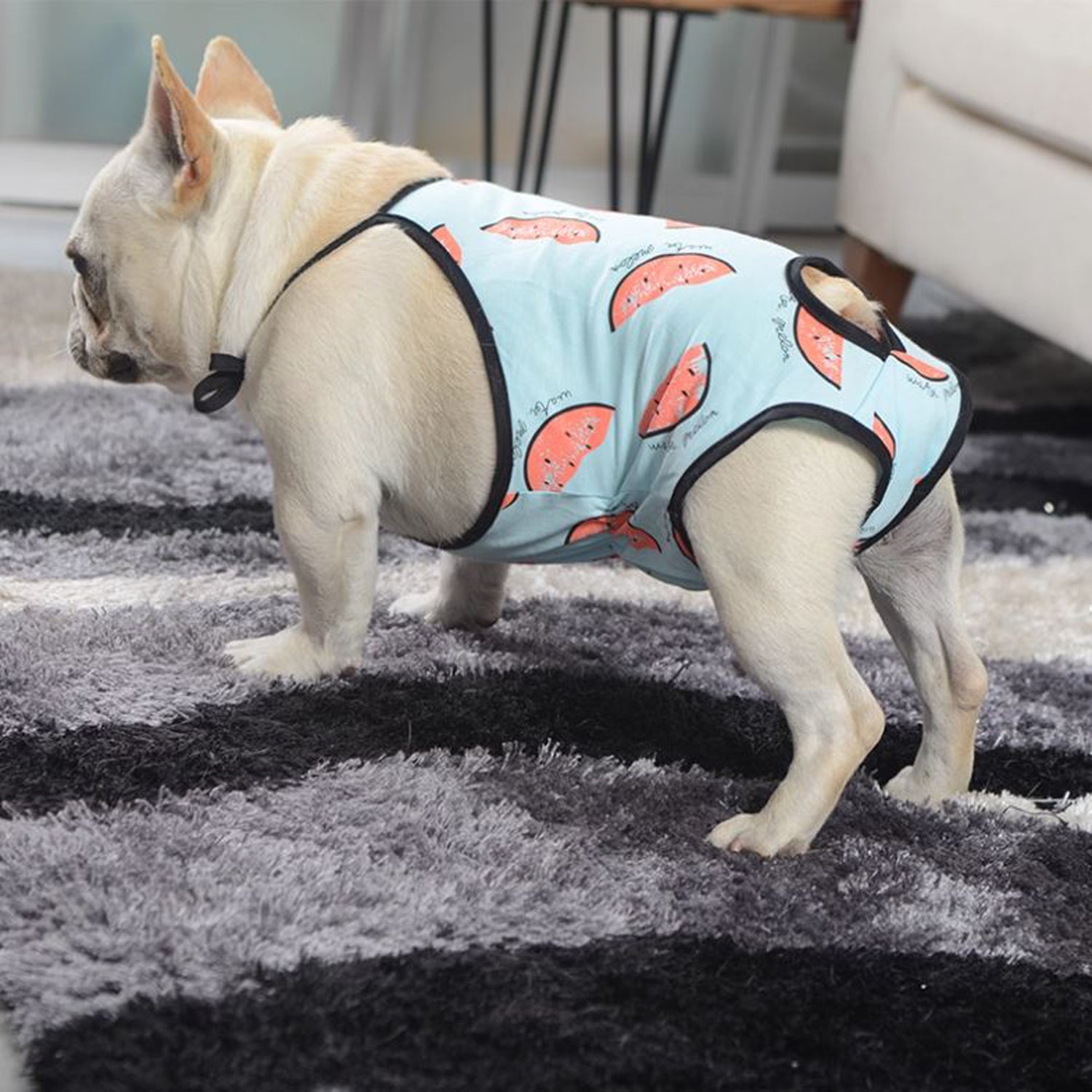 PupSafe-Frenchie-Female-Physiological-Pants.jpg