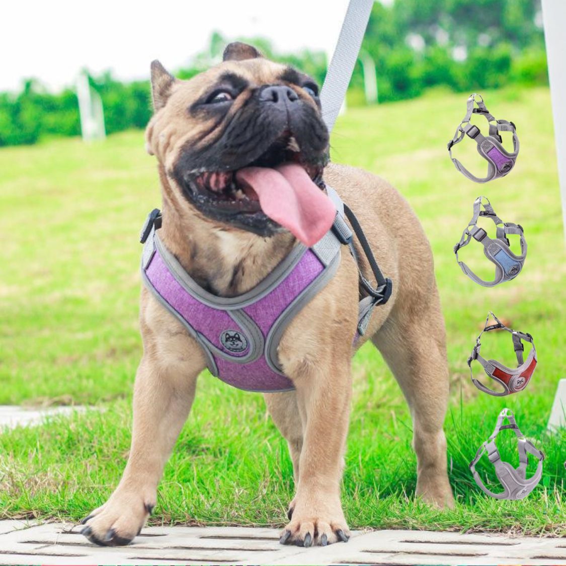 Reflective frenchie vest harness