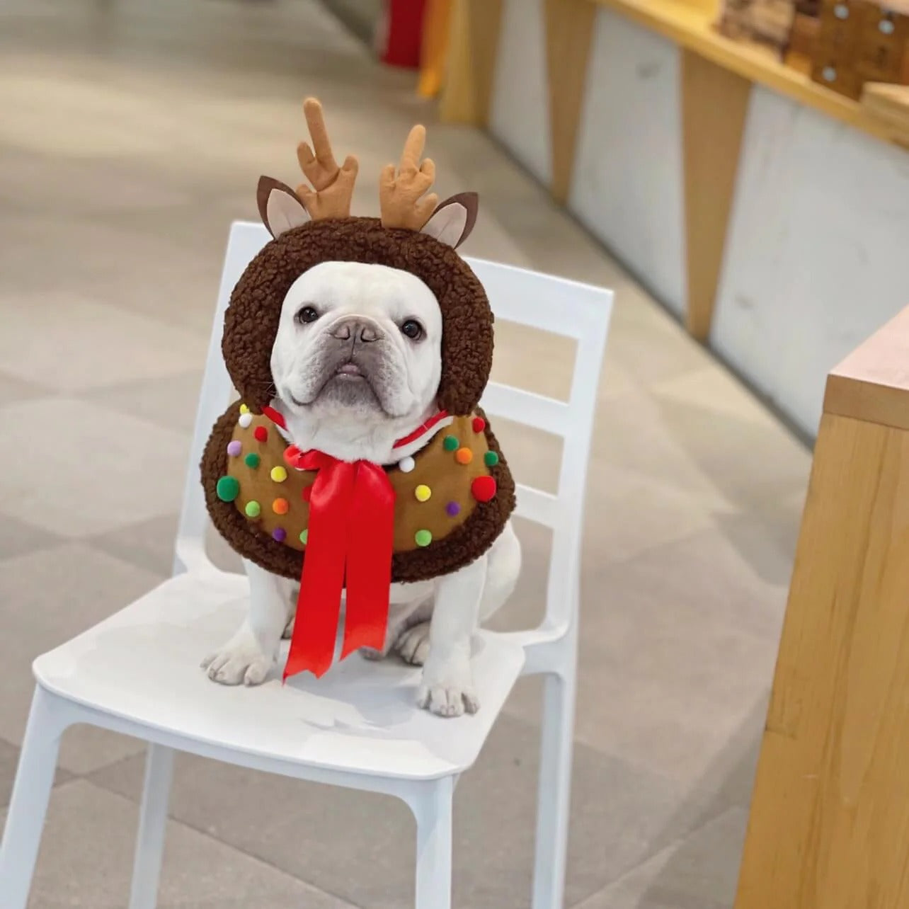 ReinDox-Frenchie-Reindeer-Cloak.jpg