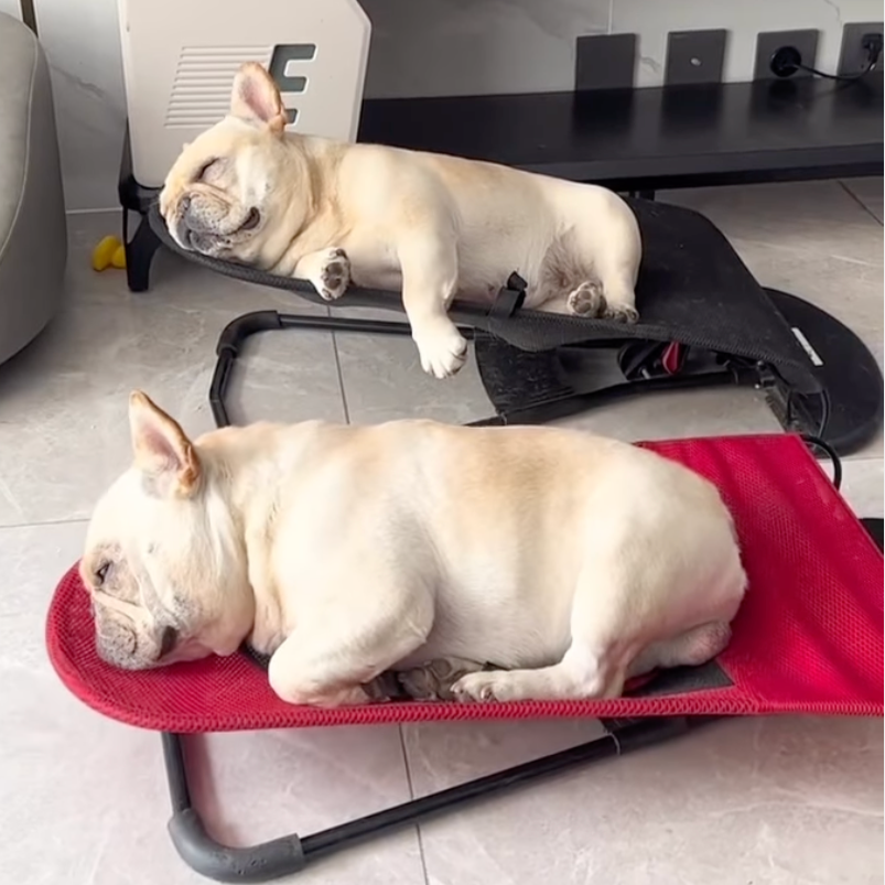 Portable Rocking Chair for French Bulldog