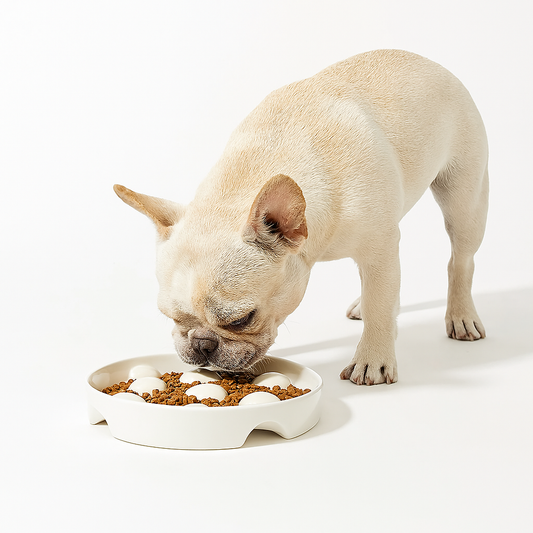 Slowpup-French-Bulldog-Bowl.jpg