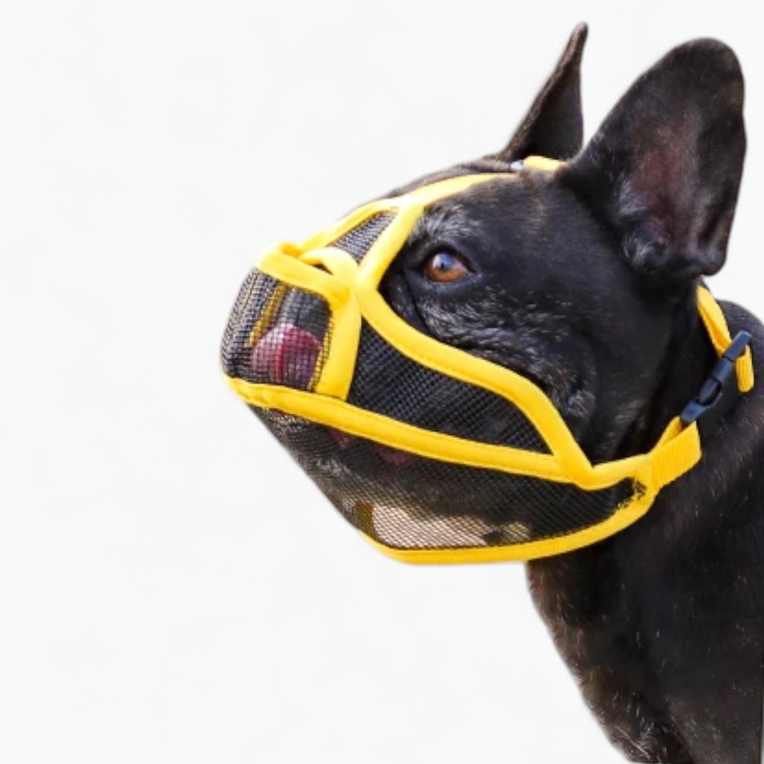 SnoutEase-Frenchie-Mesh-Muzzle.jpg