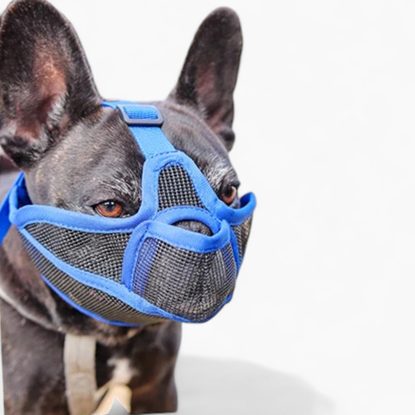 SnoutEase-Frenchie-Mesh-Muzzle.jpg