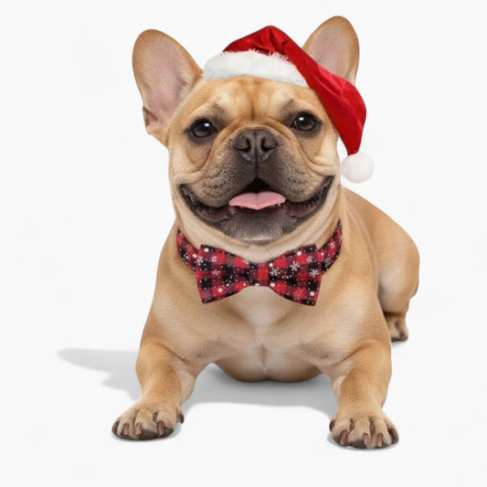 Snowflake-Holiday-Frenchie-Collar-and-Bell.jpg