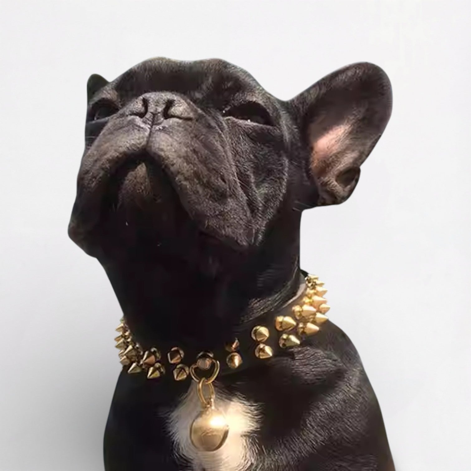 SpikeForge-French-Bulldog-Riveted-Collar.jpg