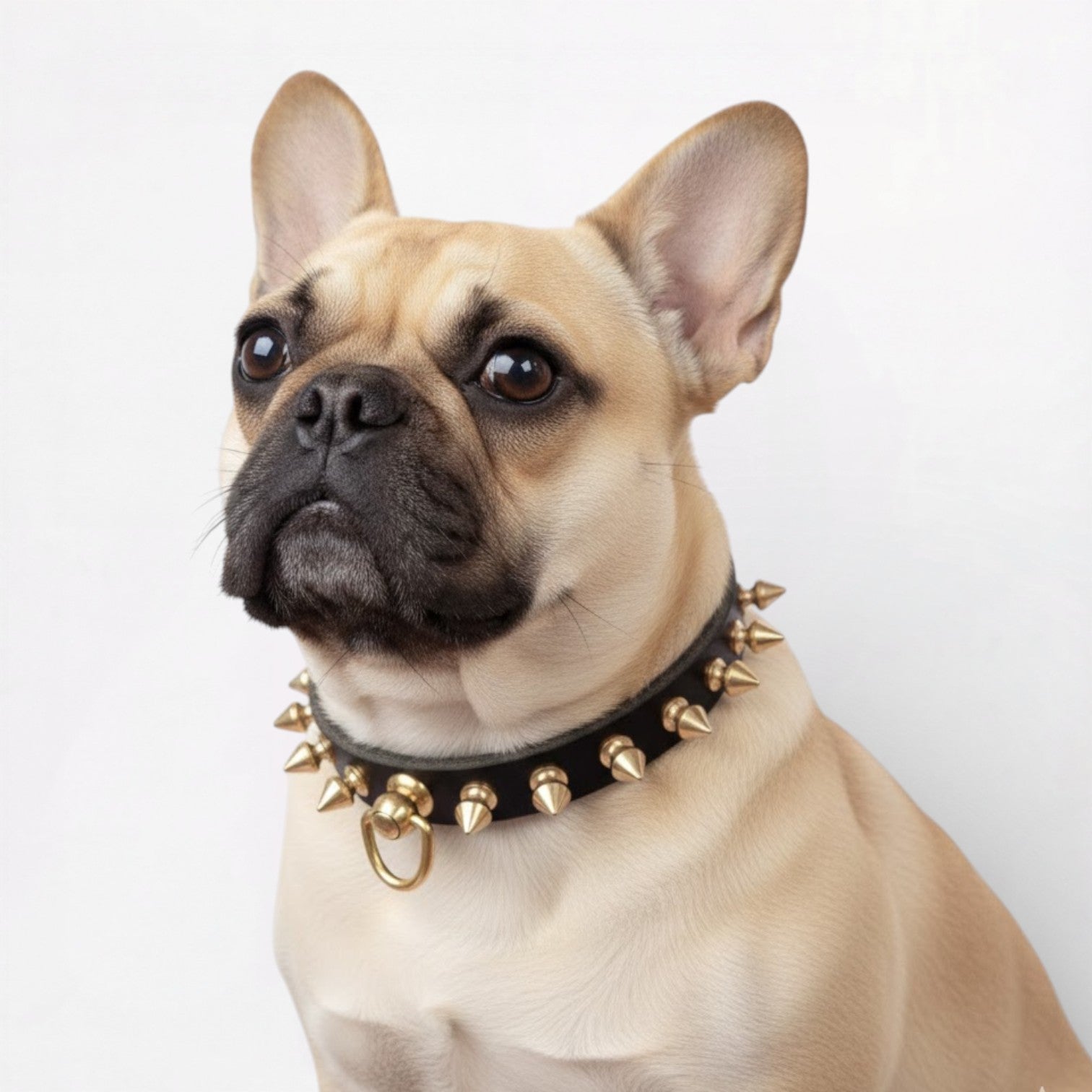 SpikeForge-French-Bulldog-Riveted-Collar.jpg