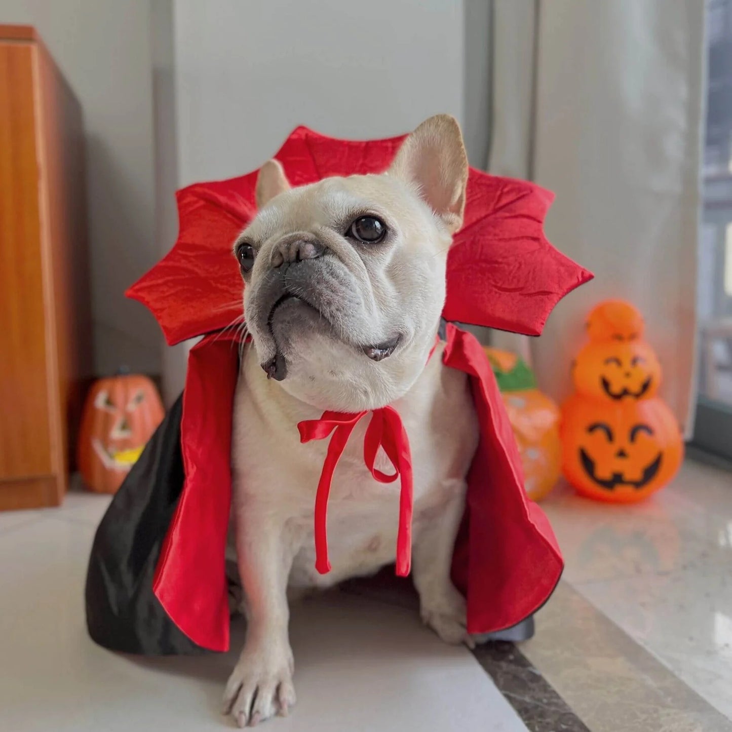 VamPuff-Frenchie-Vampire-Cloak-Costume