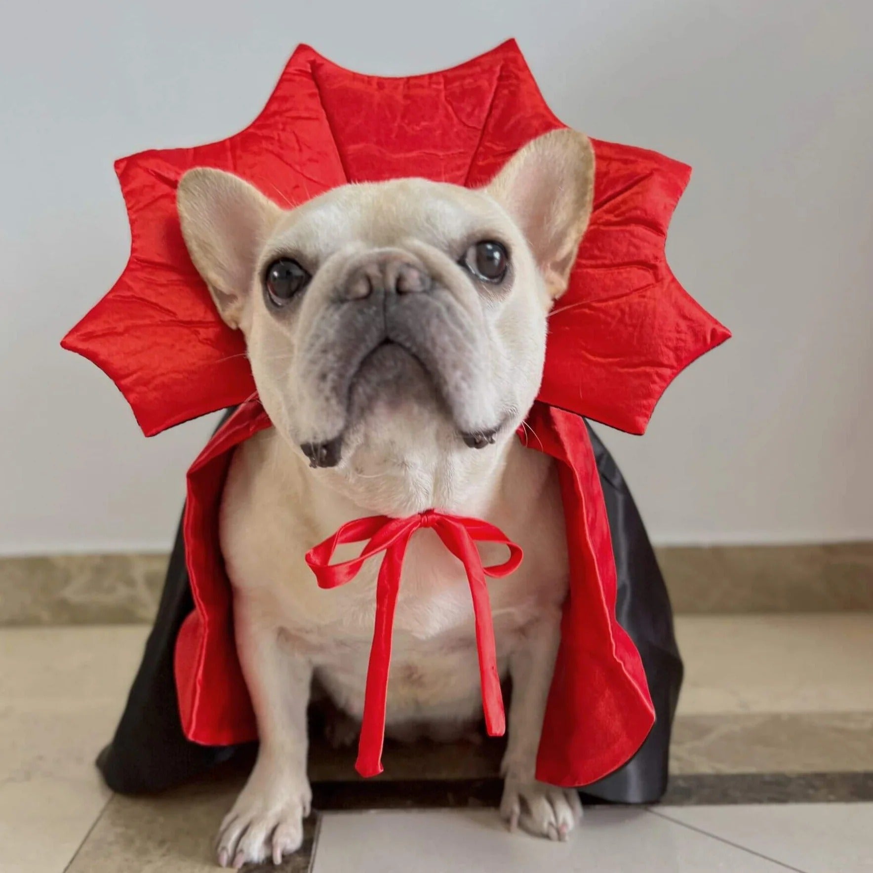 VamPuff Frenchie Vampire Costume